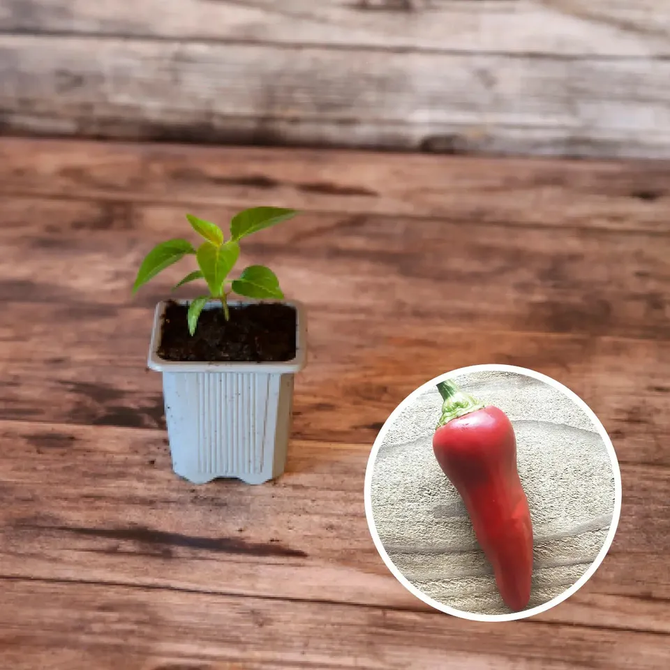 ferme-de-sainte-marthe-piment-basque-gorria-plant-potager-bio-rouge image 1