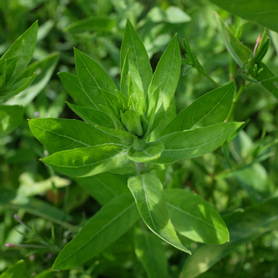 la-bo-te-graines-onagre-bisannuelle-bio-graines-fleurs image 3