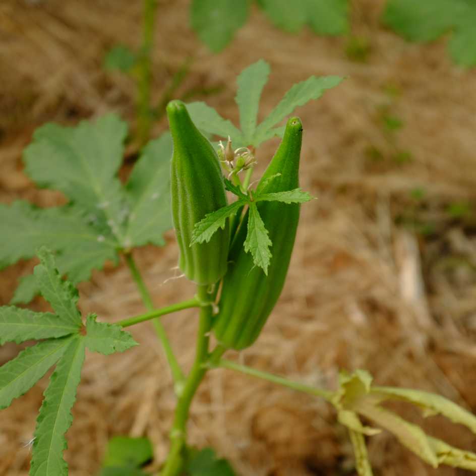 la-bo-te-graines-graines-l-gumes-clemson-spineless-bio-productif image 1