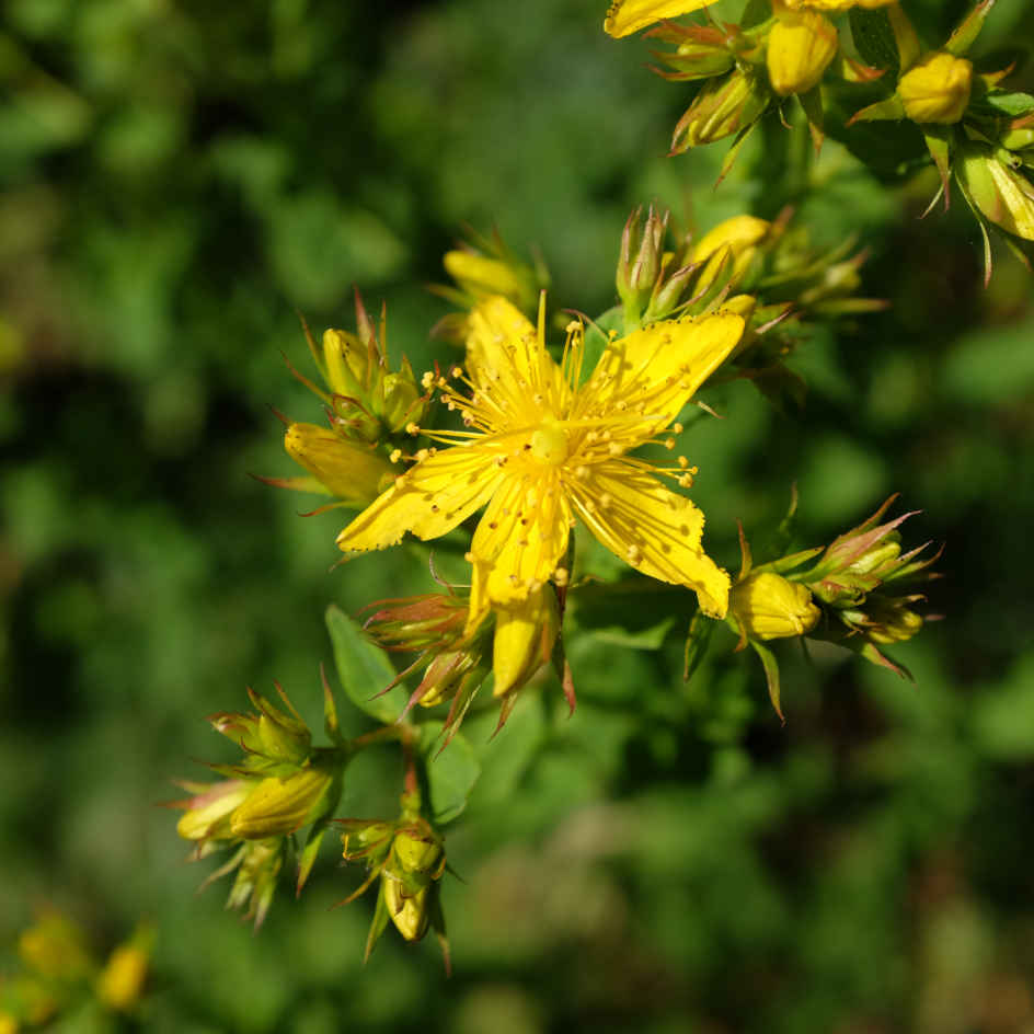 la-bo-te-graines-millepertuis-commun-graines-fleurs-bio-jaune image 3