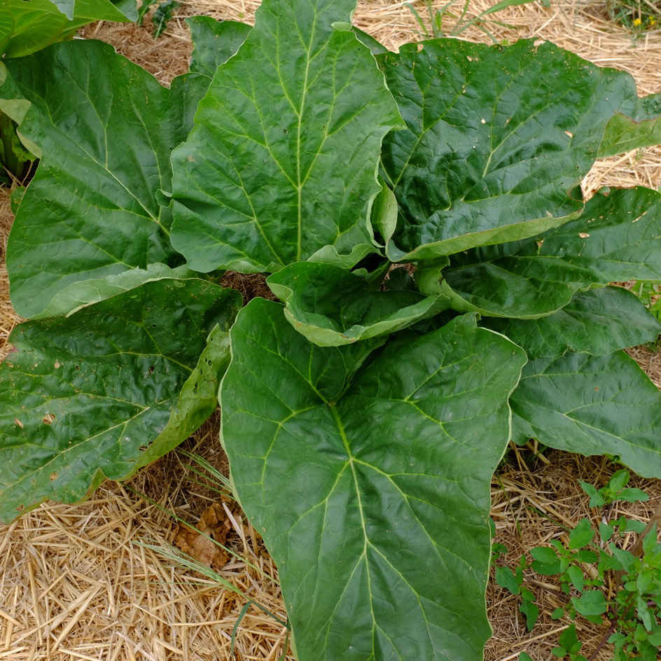 la-bo-te-graines-rhubarbe-rouge-bio-graines-vivace image 3