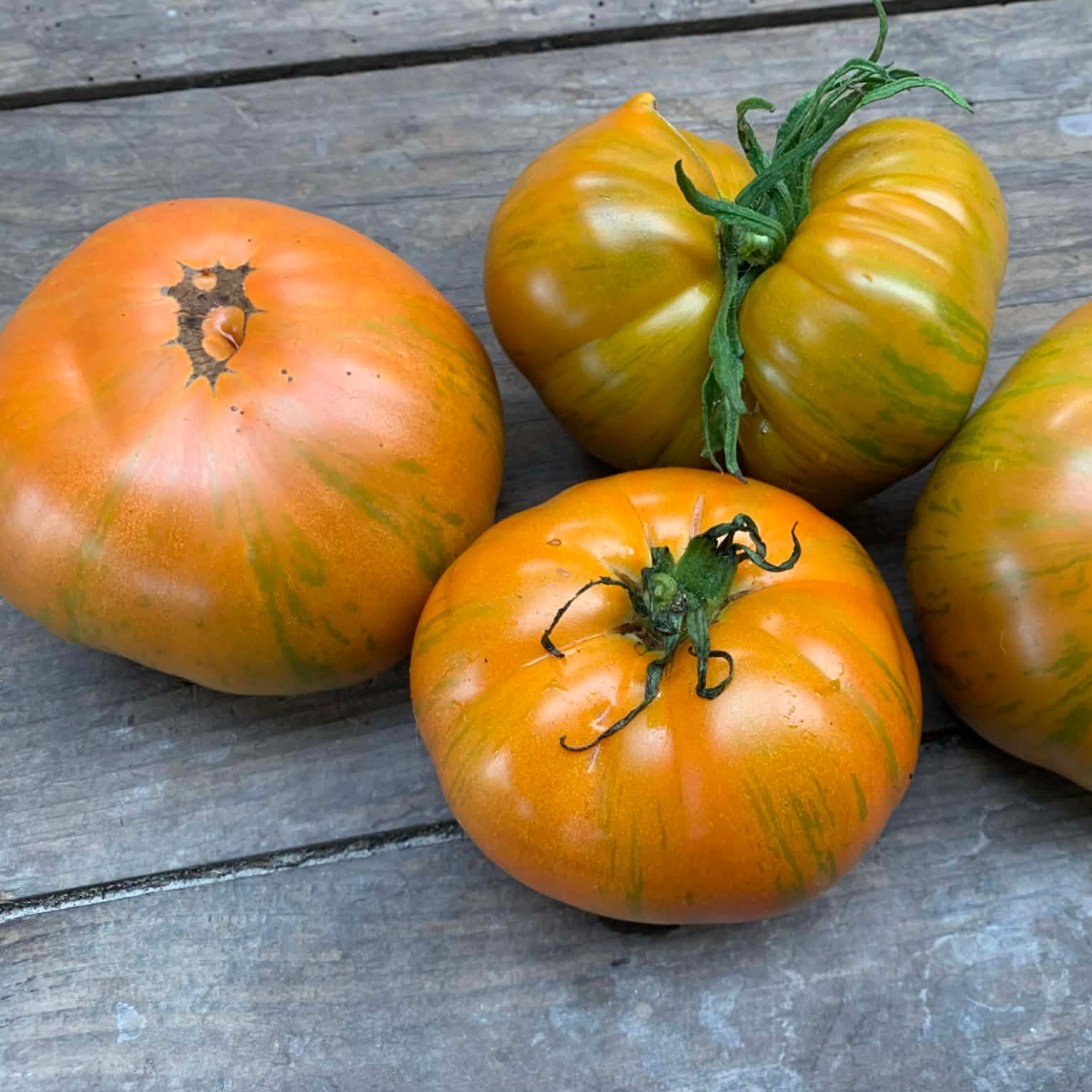 les-semences-de-l-ombelle-jipaulia-graines-de-tomate-bio image 2