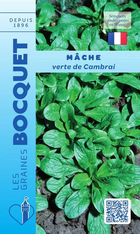 graines-bocquet-m-che-verte-de-cambrai-graines-5-g-rustique image 1