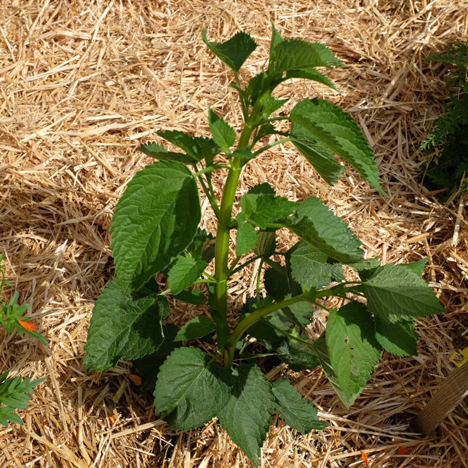 la-bo-te-graines-agastache-nepetoides-graines-fleurs-bio image 4