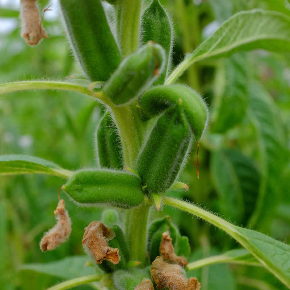 la-bo-te-graines-s-same-noir-graines-l-gumes-bio-gomasio image 2