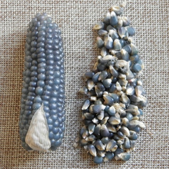 la-bo-te-graines-graines-l-gumes-ma-s-doux-blue-jade-bio image 3