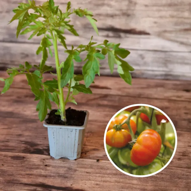 ferme-de-sainte-marthe-reine-des-h-tives-tomate-plant-bio-pr-coce image 1
