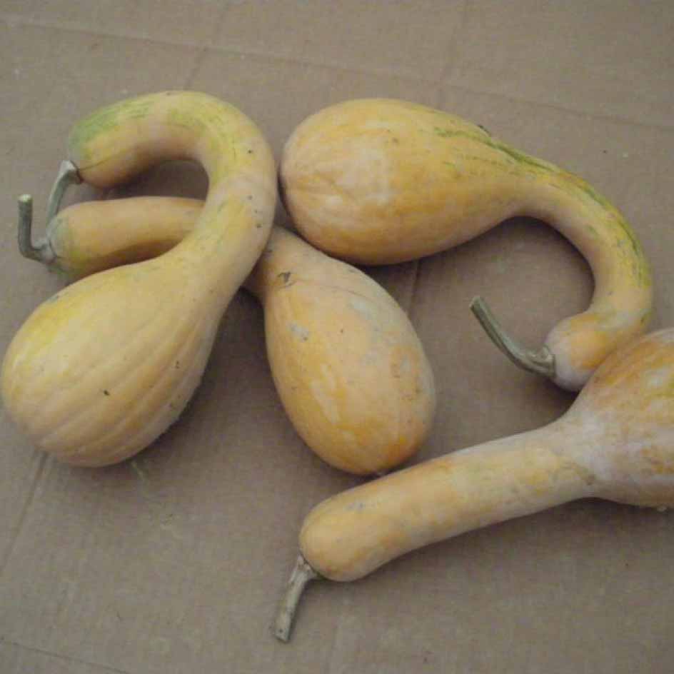 la-bo-te-graines-courge-longue-de-nice-graines-bio-musqu-e image 1