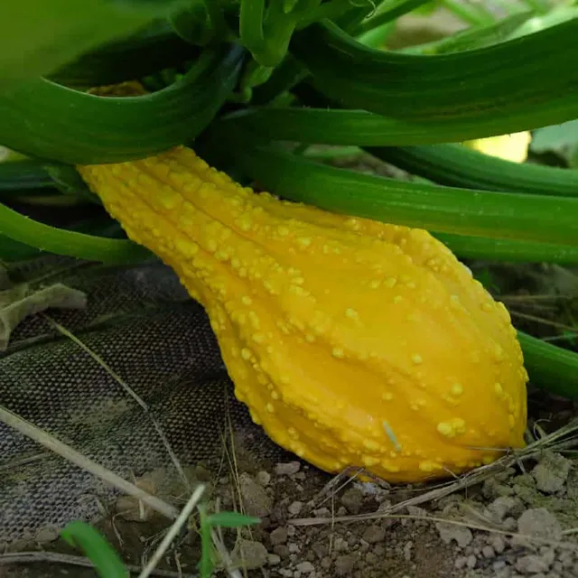 la-bo-te-graines-cou-tors-courge-bio-graine-yellow-crookneck image 1