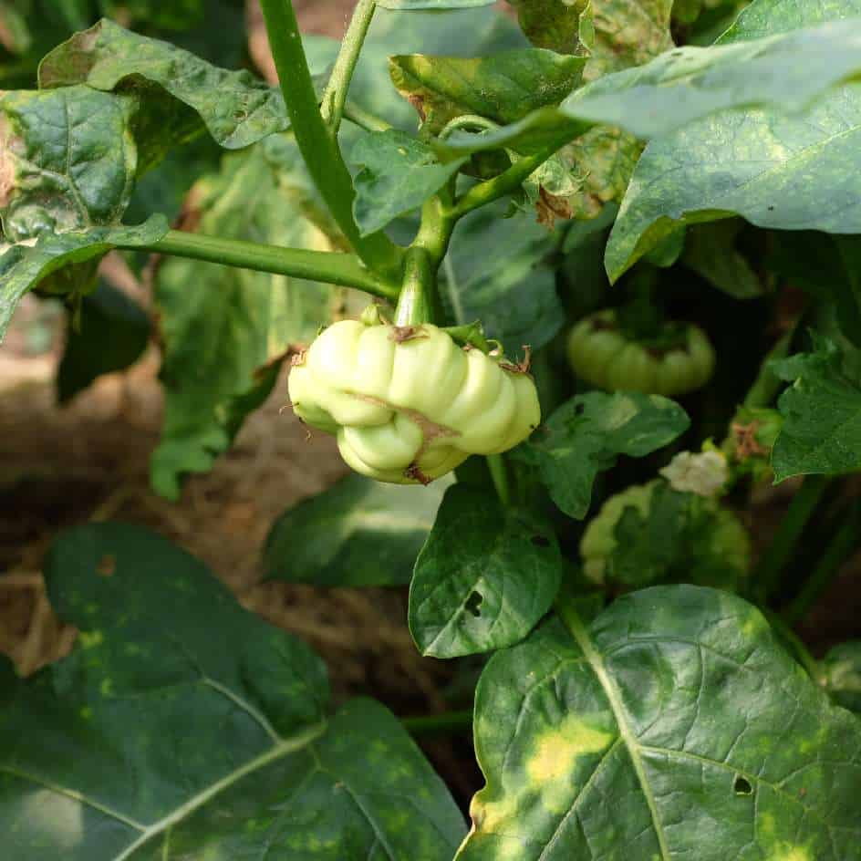 la-bo-te-graines-aubergine-africaine-meketan-bio-graines-potager image 5