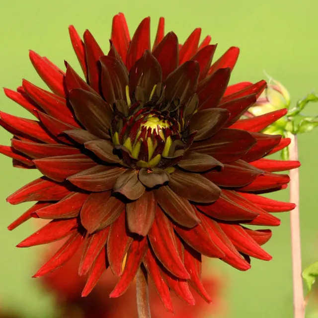 ferme-de-sainte-marthe-dahlia-cactus-chat-noir-bulbe-violet image 1