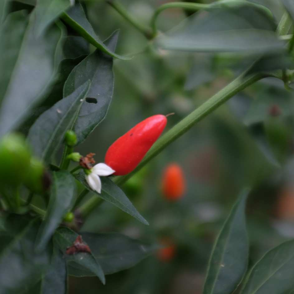 la-bo-te-graines-graines-l-gumes-piment-oiseau-bio-graines-fort image 6