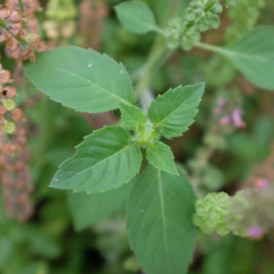 la-bo-te-graines-basilic-perp-tuel-bio-graines-aromatiques-pot image 3