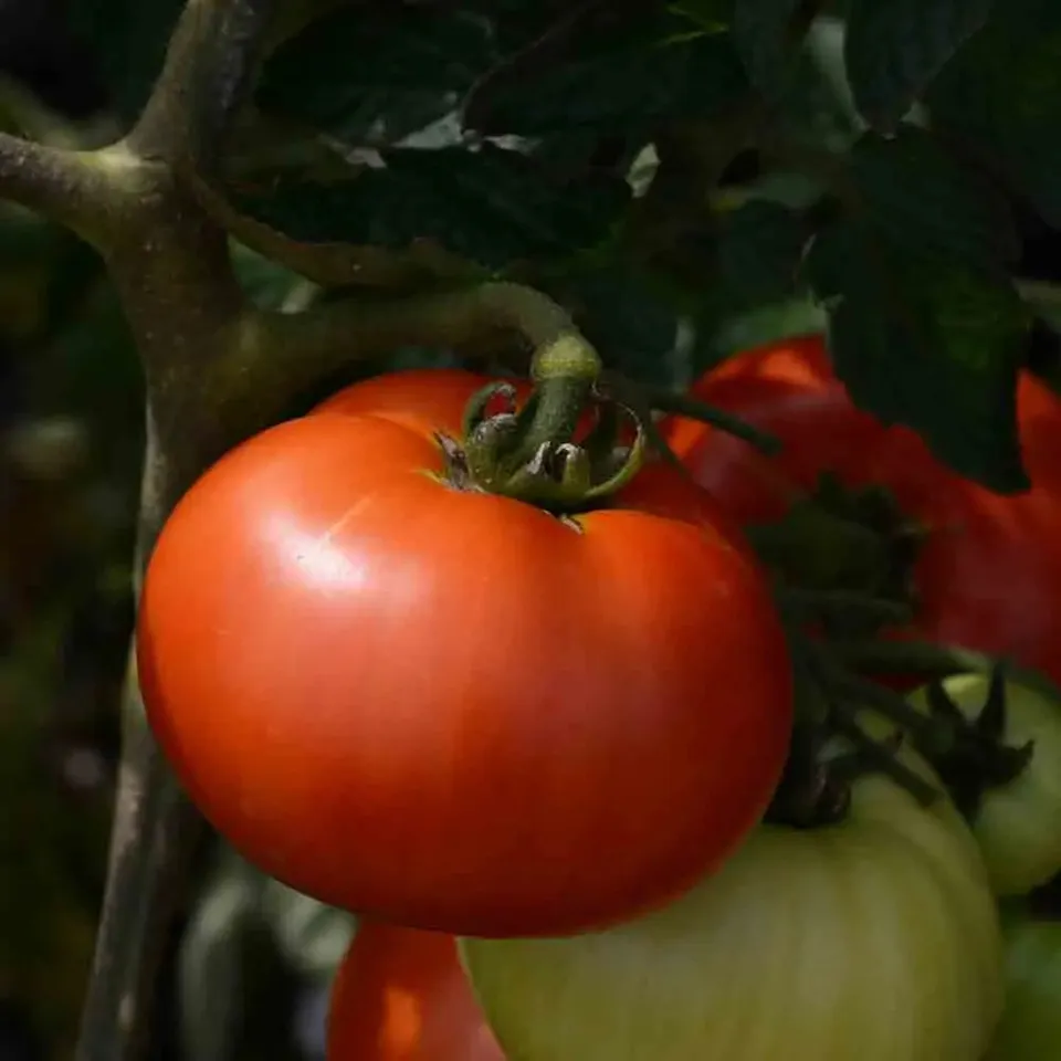 ferme-de-sainte-marthe-tomate-reine-de-sainte-marthe-graines-bio image 1
