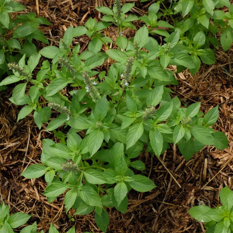 la-bo-te-graines-basilic-mrs-burns-graines-aromatiques-bio-citron image 2