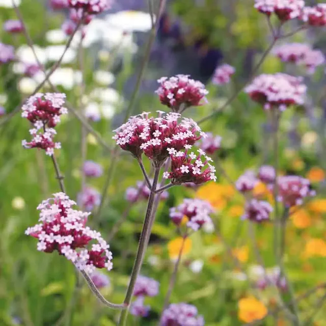 ferme-de-sainte-marthe-verveine-buenos-aires-graines-fleurs image 1