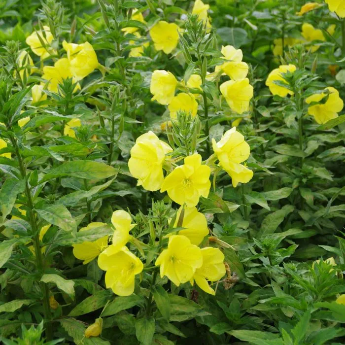 les-semences-de-l-ombelle-onagre-jaune-bio-graines-fleurs image 1