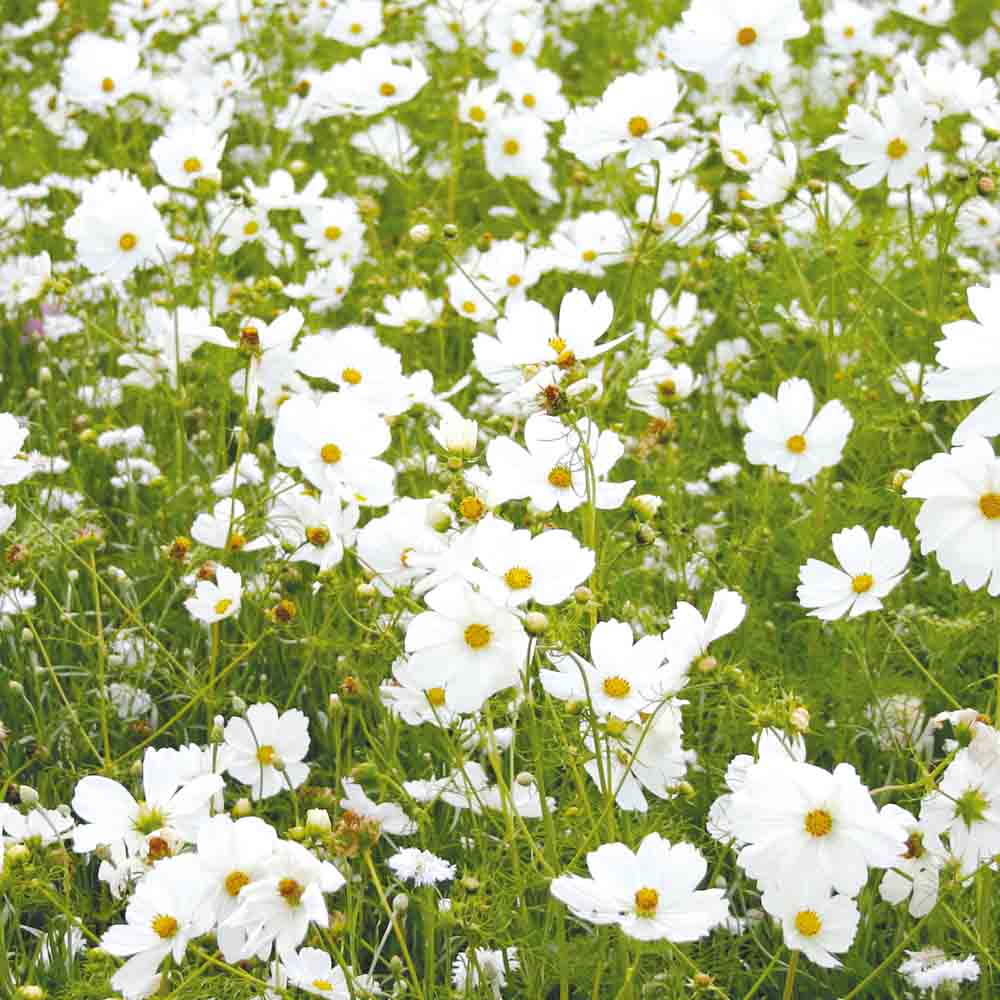 ferme-de-sainte-marthe-m-lange-fleuri-cama-eu-blanc-graines-19-fleurs image 1