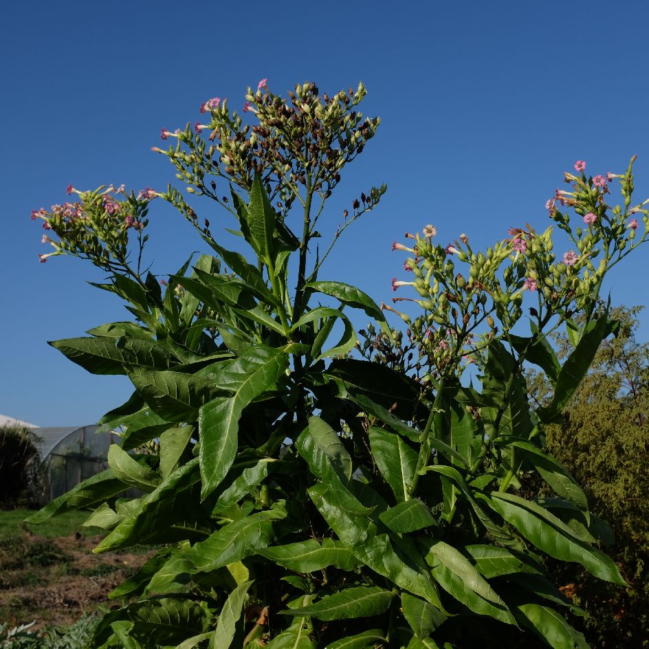 la-bo-te-graines-tabac-blond-de-virginie-bio-graines-fleurs image 1