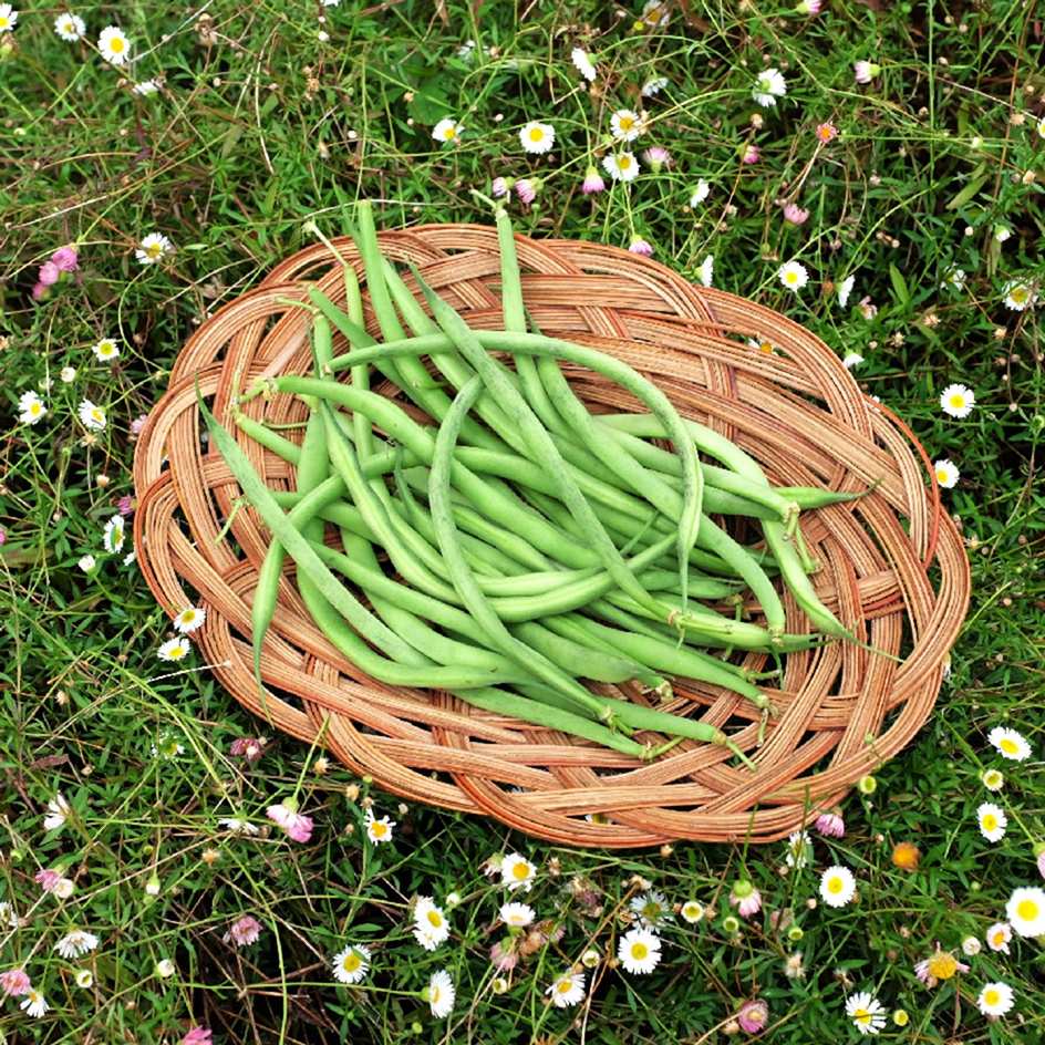 la-bo-te-graines-haricot-triomphe-de-farcy-bio-graines-l-gumes image 2