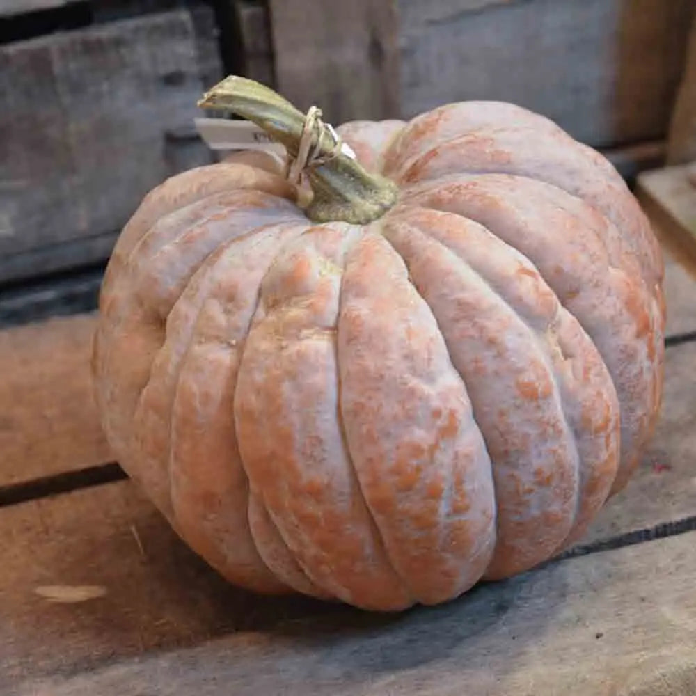ferme-de-sainte-marthe-courge-futsu-black-graines-potag-res-bio image 1