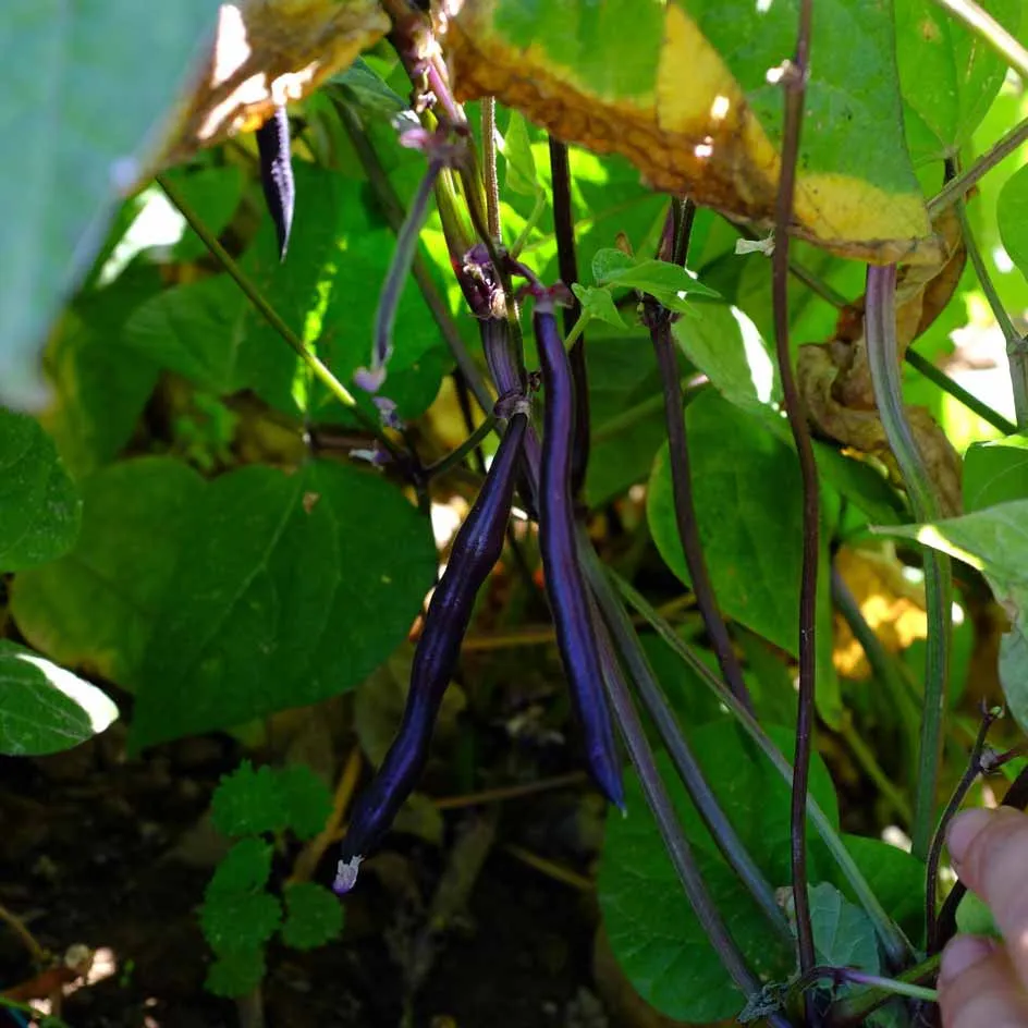 la-bo-te-graines-haricot-purple-queen-graines-bio image 1