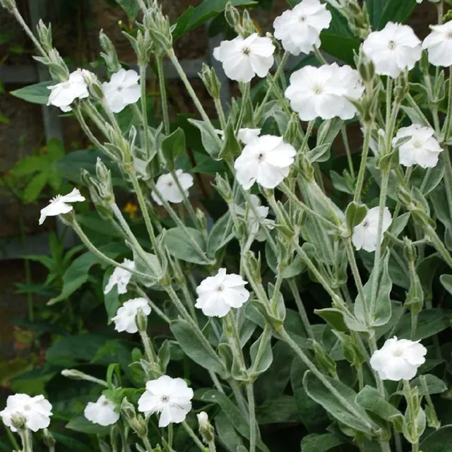 la-bo-te-graines-coquelourde-blanche-bio-graines-fleurs-vivace image 1