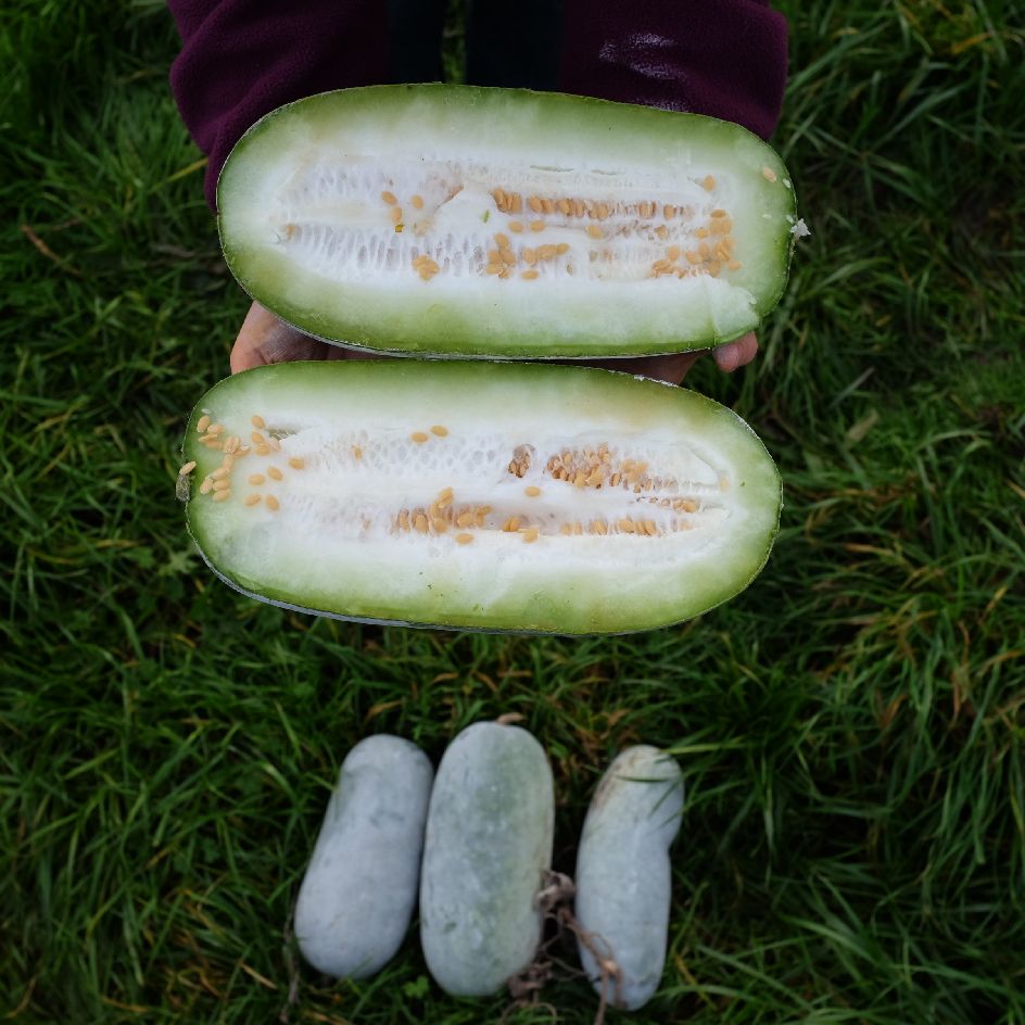 la-bo-te-graines-courge-chieh-qua-sweet-little-heart-bio-graines image 3