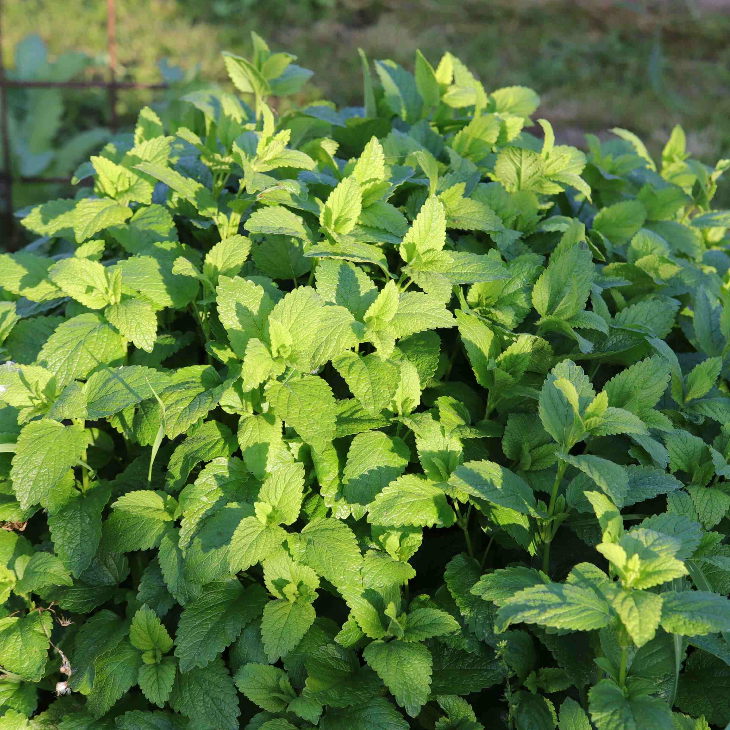 les-semences-de-l-ombelle-m-lisse-officinale-bio-graines-aromatiques image 2