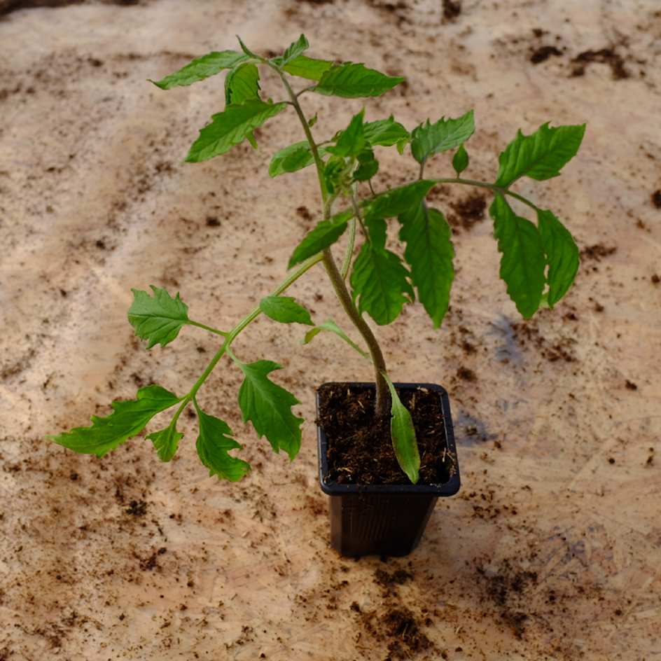 la-bo-te-graines-cornue-des-andes-graines-tomate-bio image 5