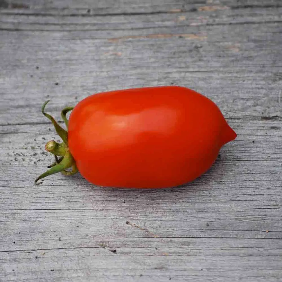 ferme-de-sainte-marthe-tomate-roma-vf-graines-potag-res-sachet-bio image 1