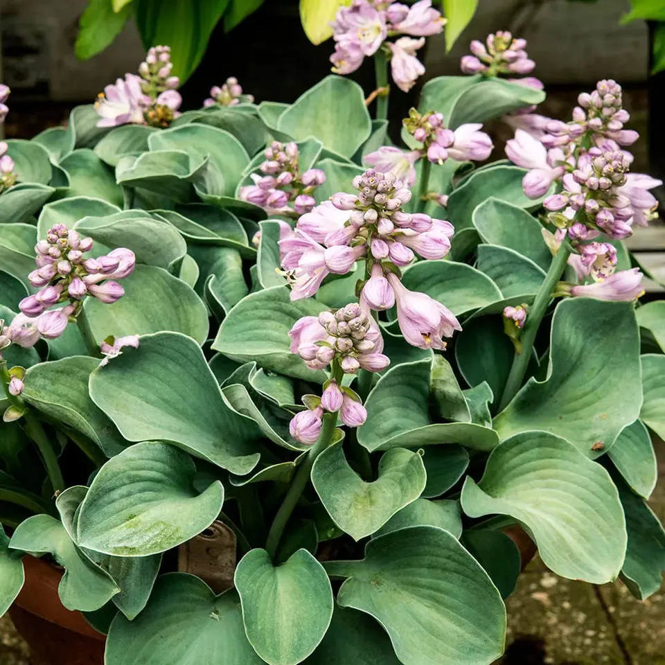 ferme-de-sainte-marthe-blue-mouse-ears-hosta-bulbe-bleu image 1