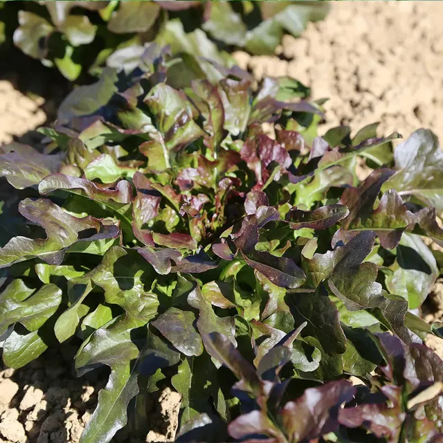ferme-de-sainte-marthe-laitue-celtuce-hongyeyoumai-graines-bio-sachet image 1