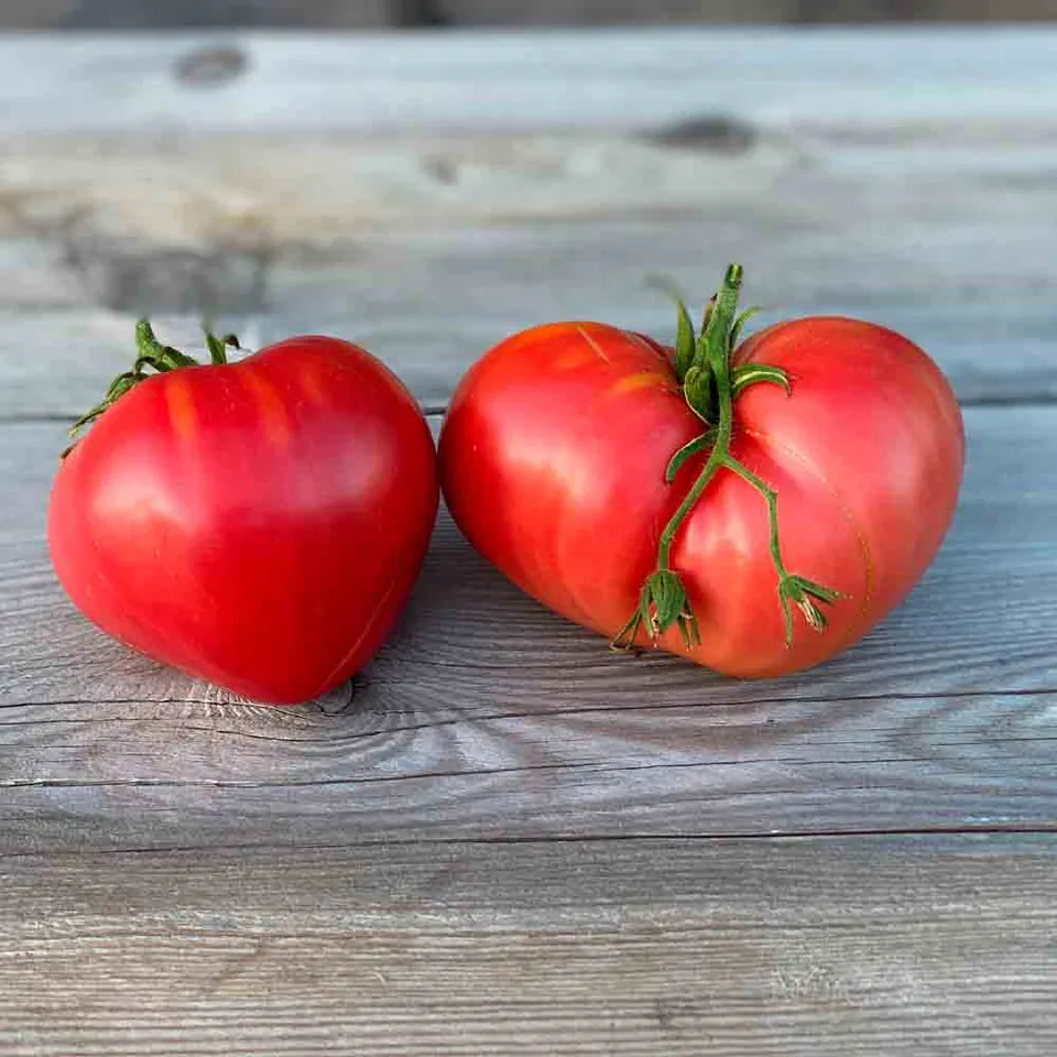 ferme-de-sainte-marthe-tomate-c-ur-graines-bio-antigaspi-en-sachet image 1