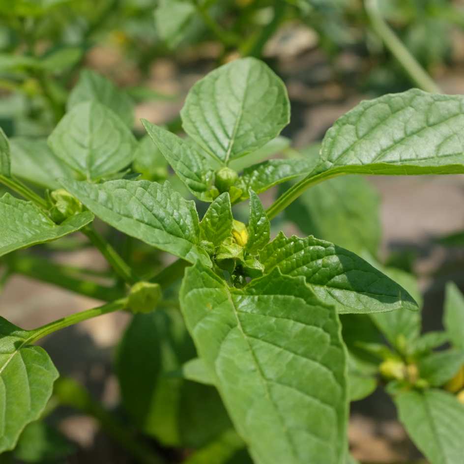 la-bo-te-graines-physalis-toma-verde-bio-graines-potag-res-verte image 5
