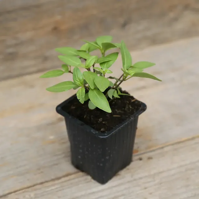 ferme-de-sainte-marthe-basilic-tha-plant-bio image 1
