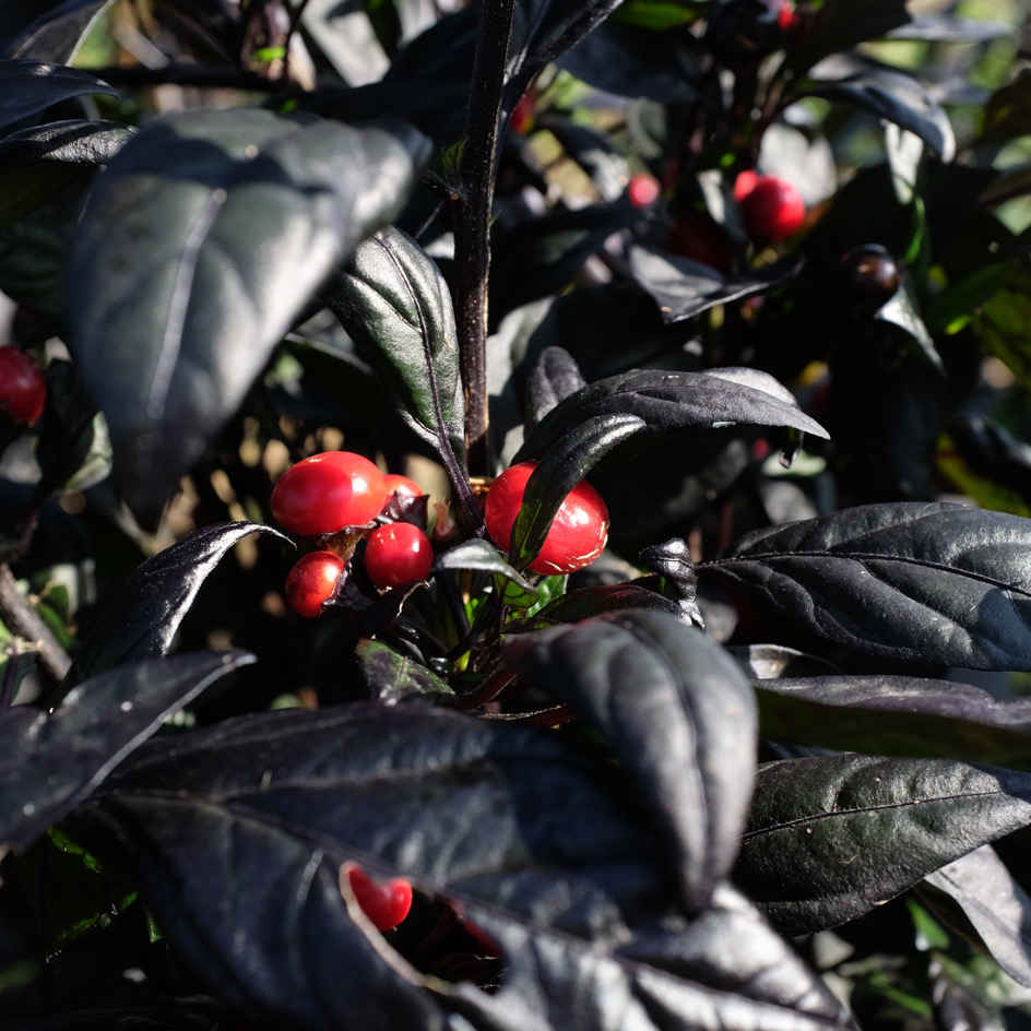la-bo-te-graines-piment-black-pearl-graines-l-gumes-bio-fort image 1