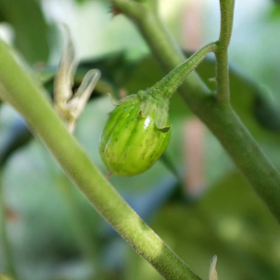la-bo-te-graines-graines-l-gumes-aubergine-red-egg-bio-70-g image 3