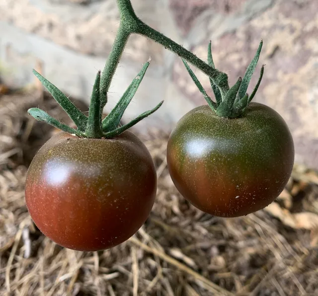 la-bo-te-graines-tomate-black-cherry-graines-bio-cerise-noire image 1