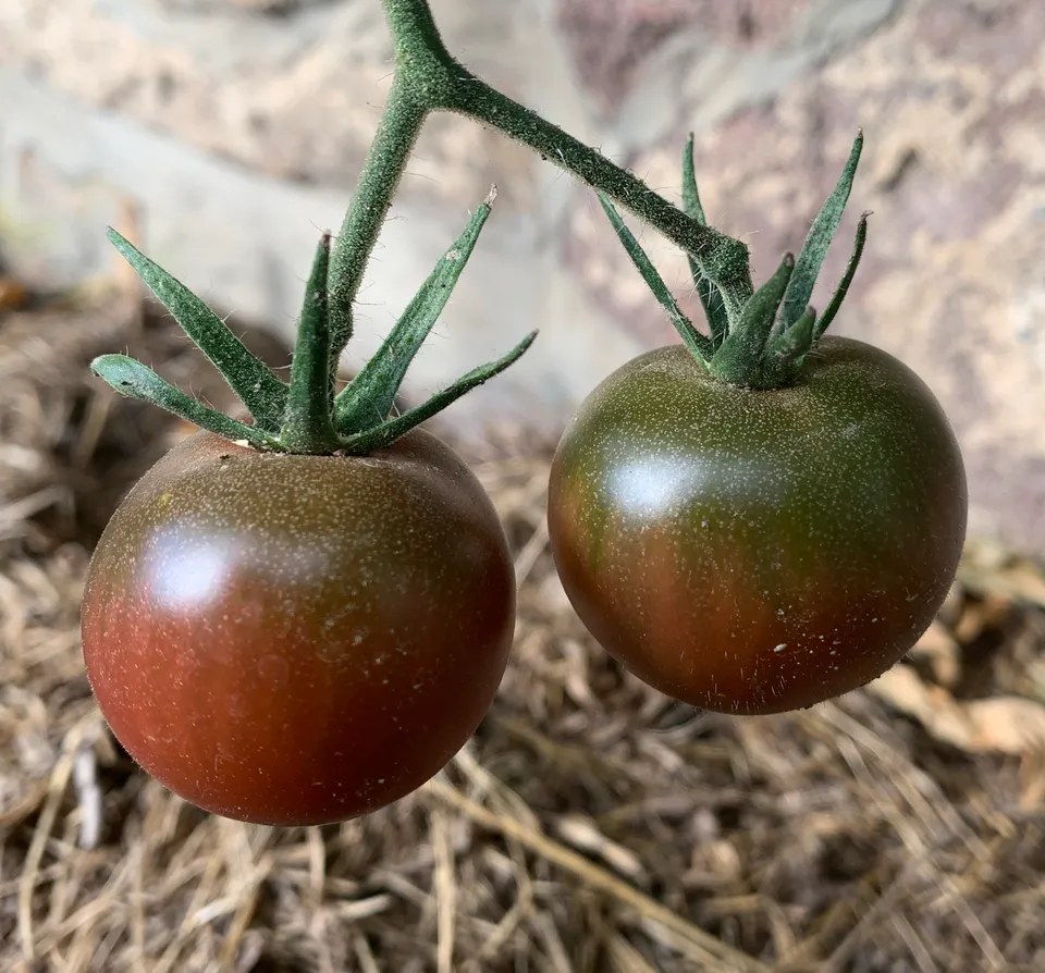 la-bo-te-graines-tomate-black-cherry-graines-bio-cerise-noire image 1