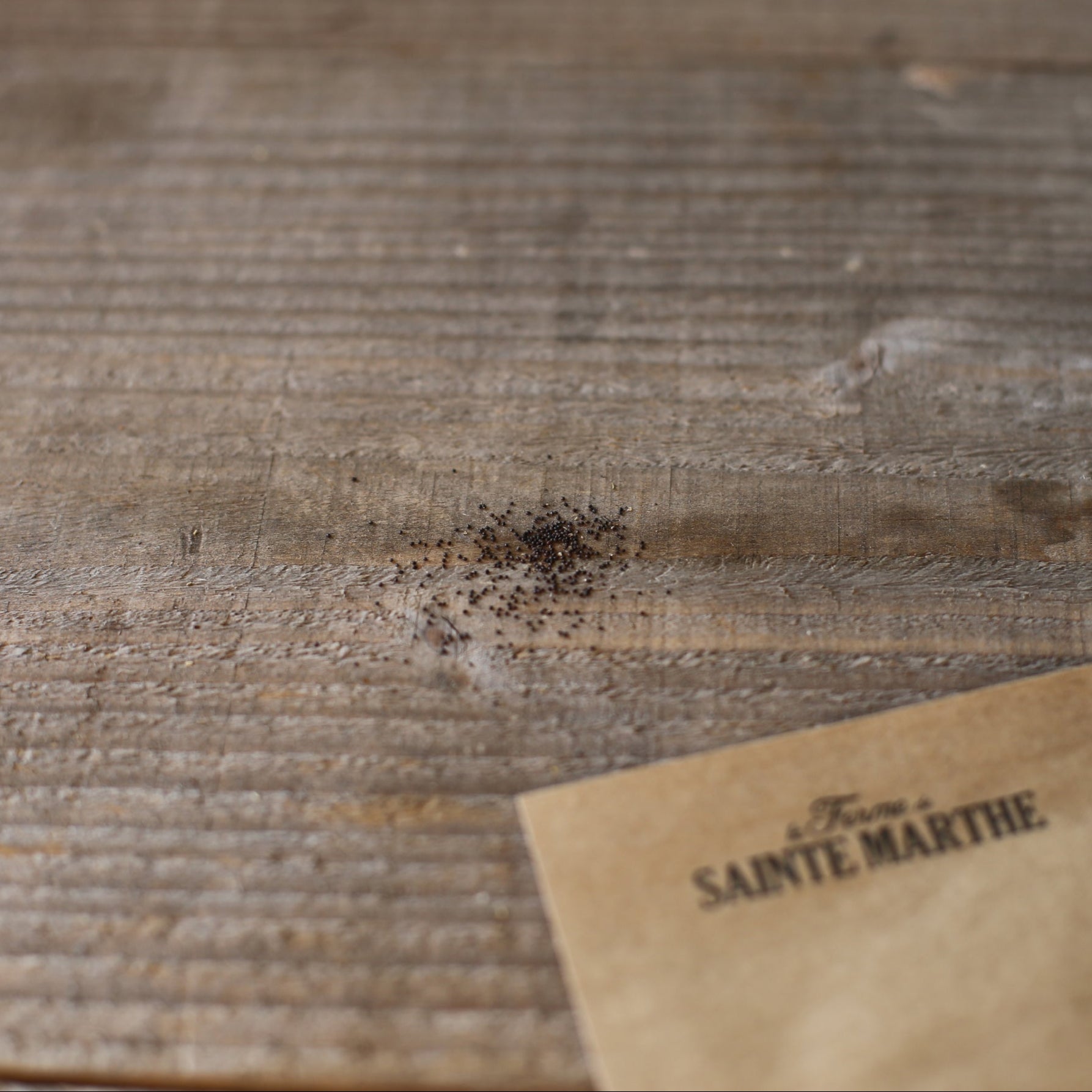 ferme-de-sainte-marthe-pouliot-graines-de-menthe-bio-vivace image 2
