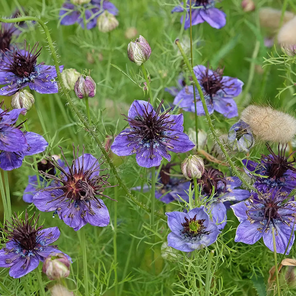 ferme-de-sainte-marthe-nigelle-d-espagne-bleue-graines-bio-60-cm image 1