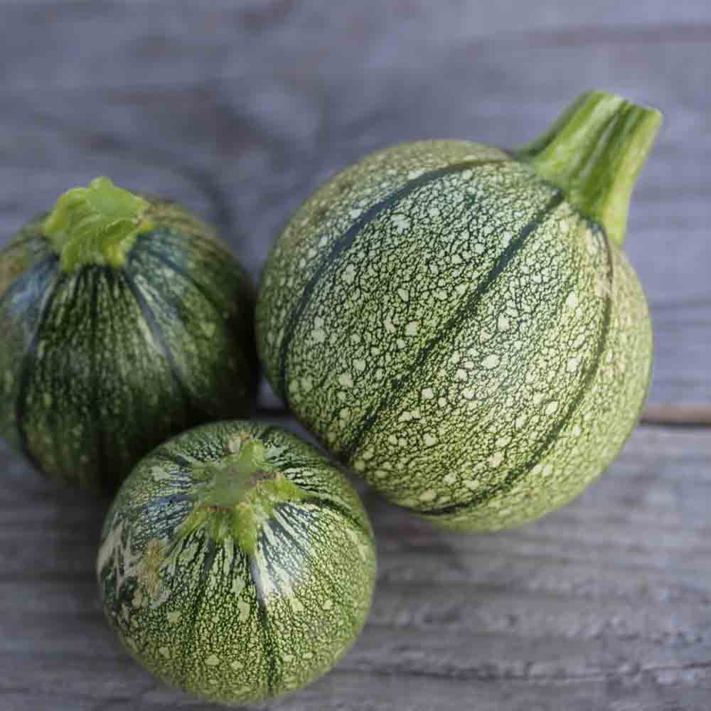 ferme-de-sainte-marthe-courgette-de-nice-fruit-rond-graines-bio-farcies image 1