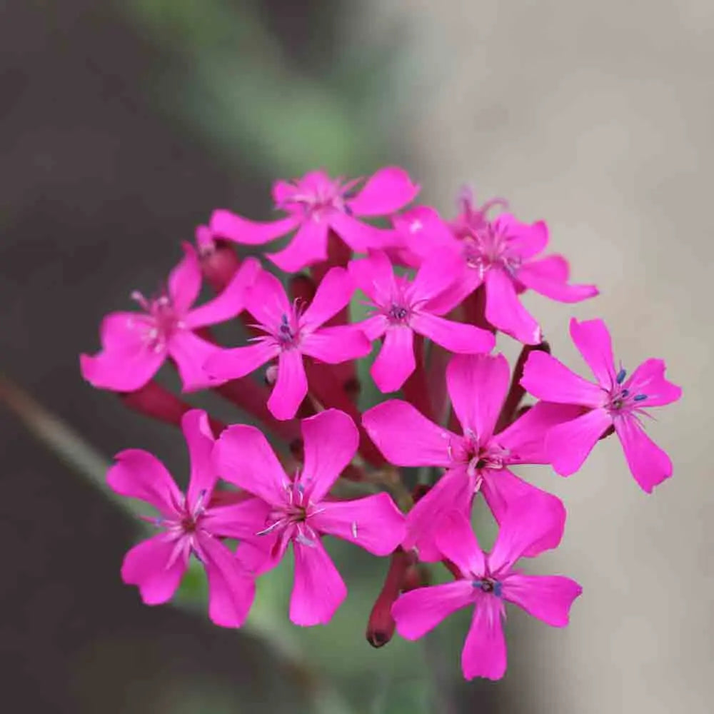 ferme-de-sainte-marthe-sil-ne-bouquets-graines-fleurs-bio-pourpre image 1