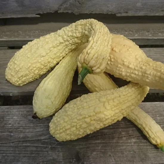 les-semences-de-l-ombelle-courgette-rugosa-friolina-graines-bio image 1