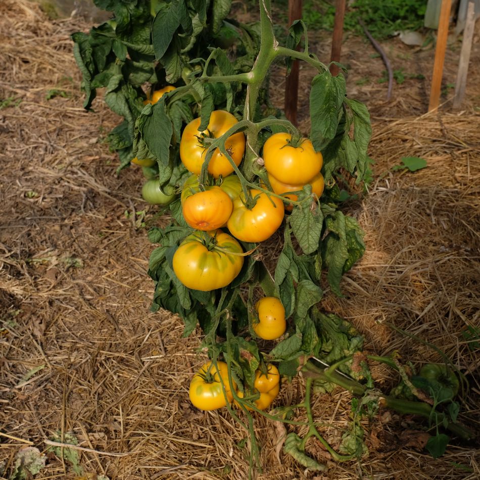 la-bo-te-graines-tomate-lilian-s-yellow-heirloom-graines-bio-beefsteak image 1