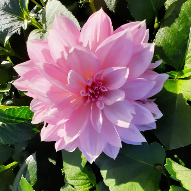 ferme-de-sainte-marthe-dahlia-lavender-perfection-bulbe-rose image 1