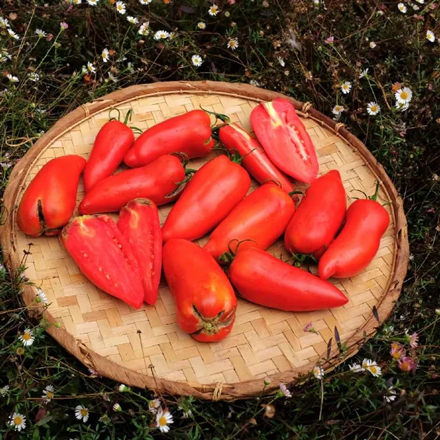 la-bo-te-graines-cornue-des-andes-graines-tomate-bio image 1