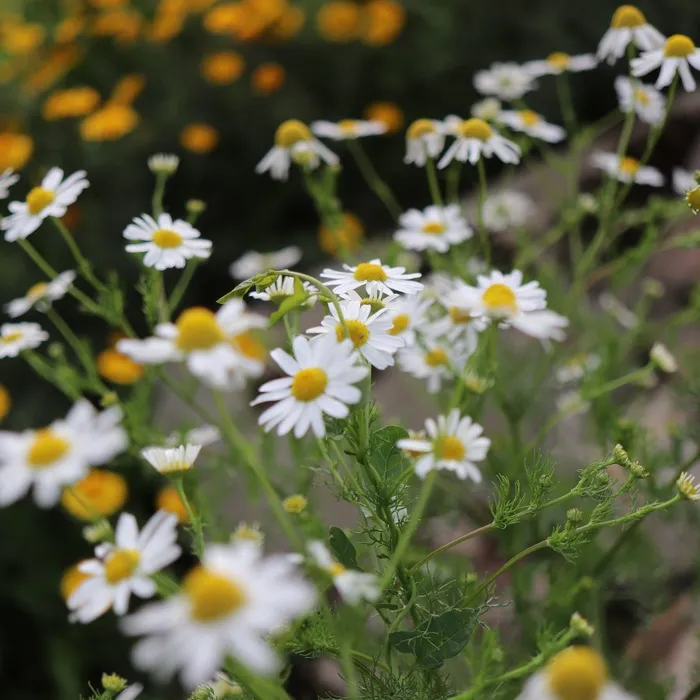 les-semences-de-l-ombelle-camomille-matricaire-bio-graines-aromatiques image 1