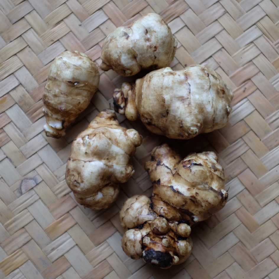 la-bo-te-graines-topinambourg-sakhalinski-blanc-graines-l-gumes-bio image 1